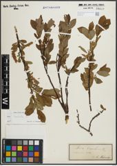 Foto von Salix hastata L.